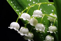Lily of the valley flower outdoors nature. AI generated Image by rawpixel.