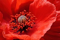 Poppy flower backgrounds blossom. AI generated Image by rawpixel.