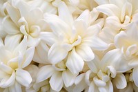 Tuberose flower backgrounds petal. AI generated Image by rawpixel.