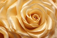 Gold rose flower backgrounds petal. AI generated Image by rawpixel.
