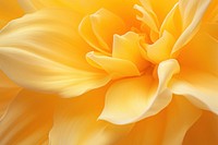 Daffodil flower backgrounds yellow. AI generated Image by rawpixel.