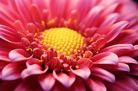 Summer flower backgrounds blossom dahlia. AI generated Image by rawpixel.