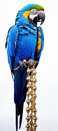 Macaw animal parrot bird. AI generated Image by rawpixel.