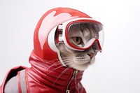 Pet animal accessories mammal. AI generated Image by rawpixel.