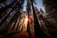 Forest wilderness landscape sunlight. AI generated Image by rawpixel.