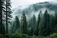 Forest wilderness outdoors woodland. AI generated Image by rawpixel.