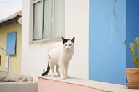 Cat animal mammal window. AI generated Image by rawpixel.