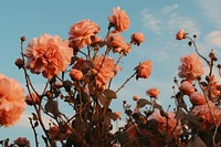 Pink flowers in the bush against the blue sky outdoors blossom nature. AI generated Image by rawpixel.