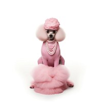 Poodle animal pet figurine. AI generated Image by rawpixel.