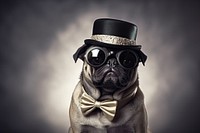 Pug animal pet accessories. AI generated Image by rawpixel.