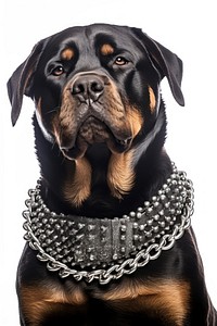 Rottweiler animal pet accessories. AI generated Image by rawpixel.