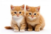 Kittens animal mammal pet. AI generated Image by rawpixel.