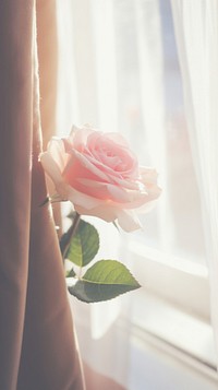 Rose in the vase by the window curtain flower petal. AI generated Image by rawpixel.