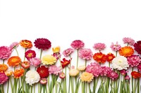 Backgrounds carnation outdoors flower. AI generated Image by rawpixel.