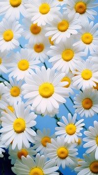 Daisy garden outdoors blossom flower. AI generated Image by rawpixel.