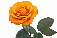Orange flower plant rose white background. AI generated Image by rawpixel.