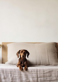 A Dachshund puppy bed furniture dachshund. AI generated Image by rawpixel.