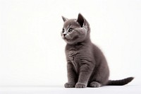 American short hair cat animal mammal kitten. AI generated Image by rawpixel.
