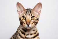 American short hair cat animal mammal pet. AI generated Image by rawpixel.