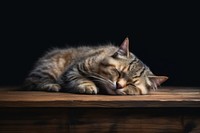 A pet cat sleeping on a wooden table mammal animal kitten. AI generated Image by rawpixel.
