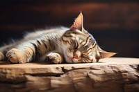 A pet cat sleeping on a wooden table animal kitten mammal. AI generated Image by rawpixel.