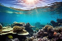 Great barrier reef underwater nature sunlight outdoors. 