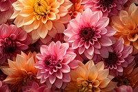 Fresh picked Dahlia blooms dahlia flower petal. AI generated Image by rawpixel.