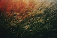 A minimal-large grass feild landscape outdoors nature. AI generated Image by rawpixel.