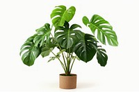 Monstera deliciosa plant nature flower. AI generated Image by rawpixel.