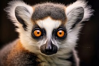 A lemur animal wildlife mammal. AI generated Image by rawpixel.