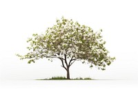Dogwood flower plant tree. AI generated Image by rawpixel.