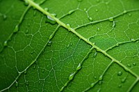Green leaf texture plant backgrounds fragility. AI generated Image by rawpixel.