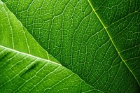 Green leaf texture outdoors nature plant. AI generated Image by rawpixel.