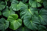 Large colocasia leaves plant green leaf. AI generated Image by rawpixel.