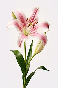Lily flower plant blossom. AI generated Image by rawpixel.