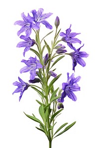 Lobelia lavender blossom flower. AI generated Image by rawpixel.
