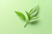 Tea leaf plant green herbs. AI generated Image by rawpixel.
