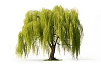 Willow plant tree nature. AI generated Image by rawpixel.