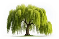 Willow plant tree nature. AI generated Image by rawpixel.