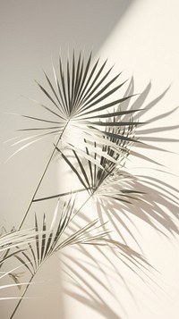 Palm leaves shadow plant leaf. 