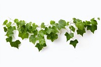 Green leaves plant vine ivy. AI generated Image by rawpixel.