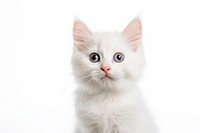 A cute white stray kitten animal mammal pet. 