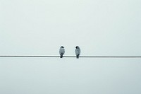 Birds on electrical wire animal sky accipiter. 