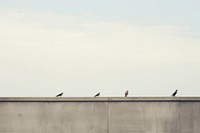 Three birds architecture outdoors animal. AI generated Image by rawpixel.