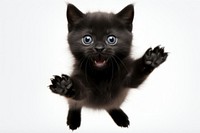 A baby black cat mammal animal kitten. AI generated Image by rawpixel.