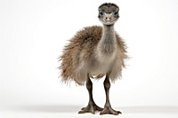 A baby emu ostrich animal bird. AI generated Image by rawpixel.