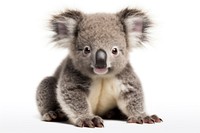 A baby koala wildlife mammal animal. AI generated Image by rawpixel.