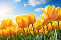 Yellow tulips field flower landscape outdoors. AI generated Image by rawpixel.