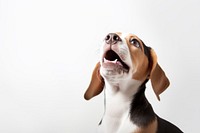 Beagle puppy dog animal mammal hound. AI generated Image by rawpixel.