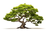 A beautiful japan tree bonsai plant green. AI generated Image by rawpixel.